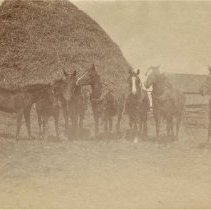 Omc 1985.008.016 Image 600dpi